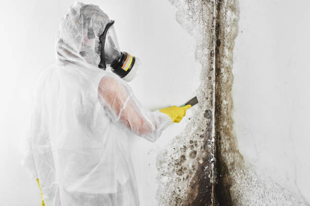 Trusted Sunnyvale, CA Mold Removal Experts