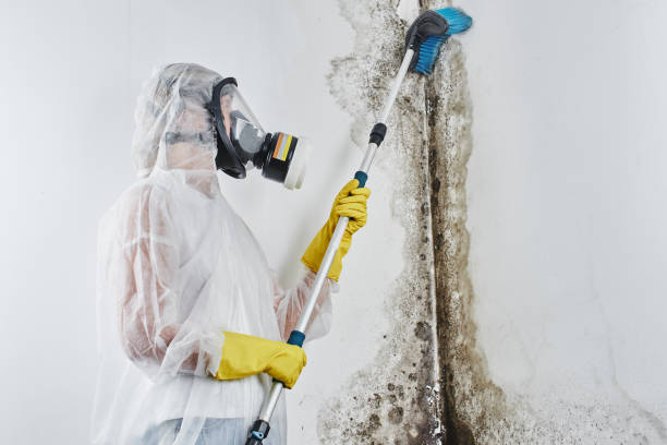 Best Mold Remediation Services  in Sunnyvale, CA