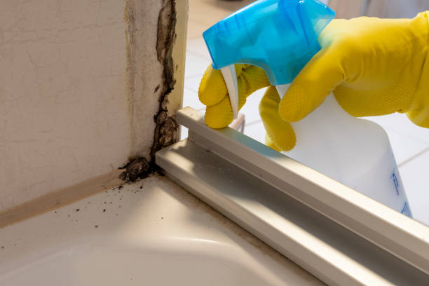 Best Mold Removal and Inspection  in Sunnyvale, CA