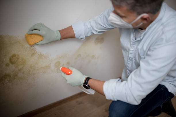 Best Mold Removal Process  in Sunnyvale, CA