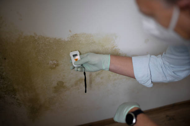 Best Mold Testing and Removal  in Sunnyvale, CA