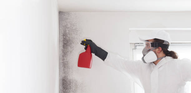 Best Same-Day Mold Removal  in Sunnyvale, CA
