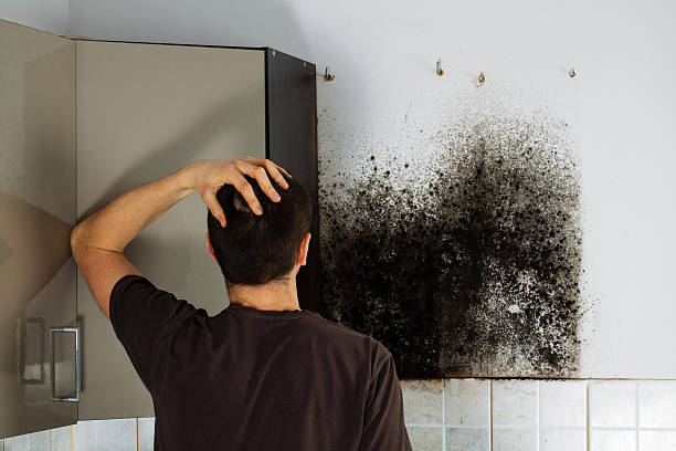 Best Professional Mold Removal  in Sunnyvale, CA