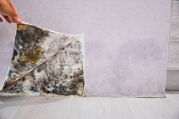 Mold Removal Process in Sunnyvale, CA